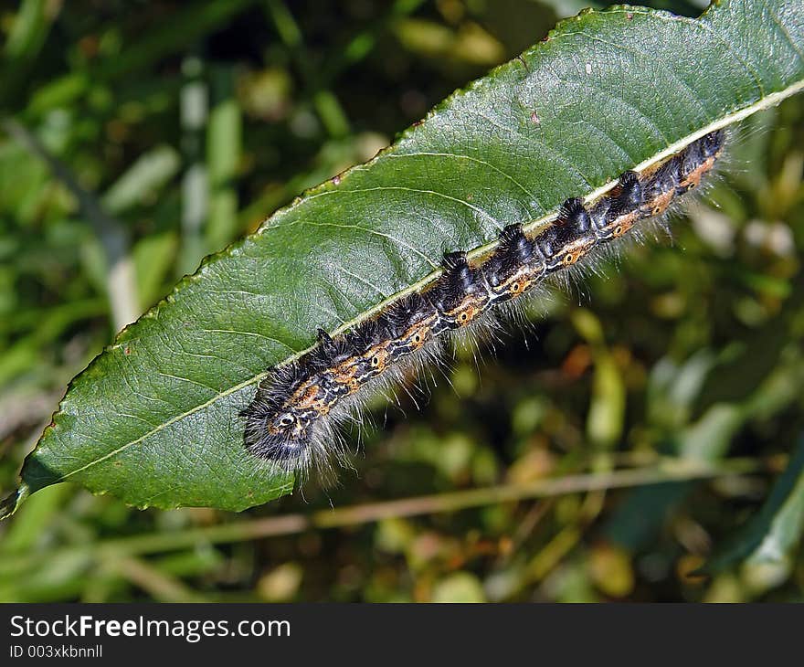 Caterpillar of butterfly Phalera bucephala.