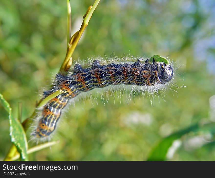 Caterpillar of butterfly Phalera bucephala.