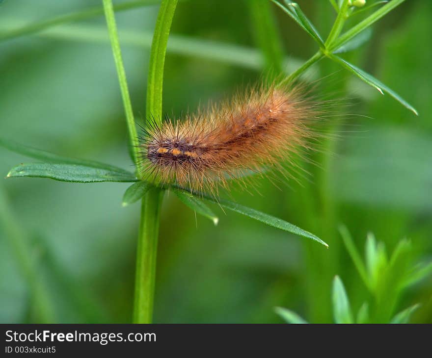 Caterpillar Of The Butterfly Of Family Arctiidae.