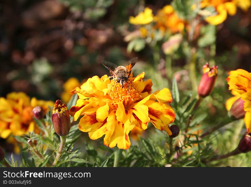 A bee pollinates a marigold plant. A bee pollinates a marigold plant