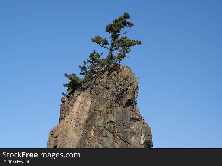 A pine tree sits upon a rock that overlooks the ocean. A pine tree sits upon a rock that overlooks the ocean.