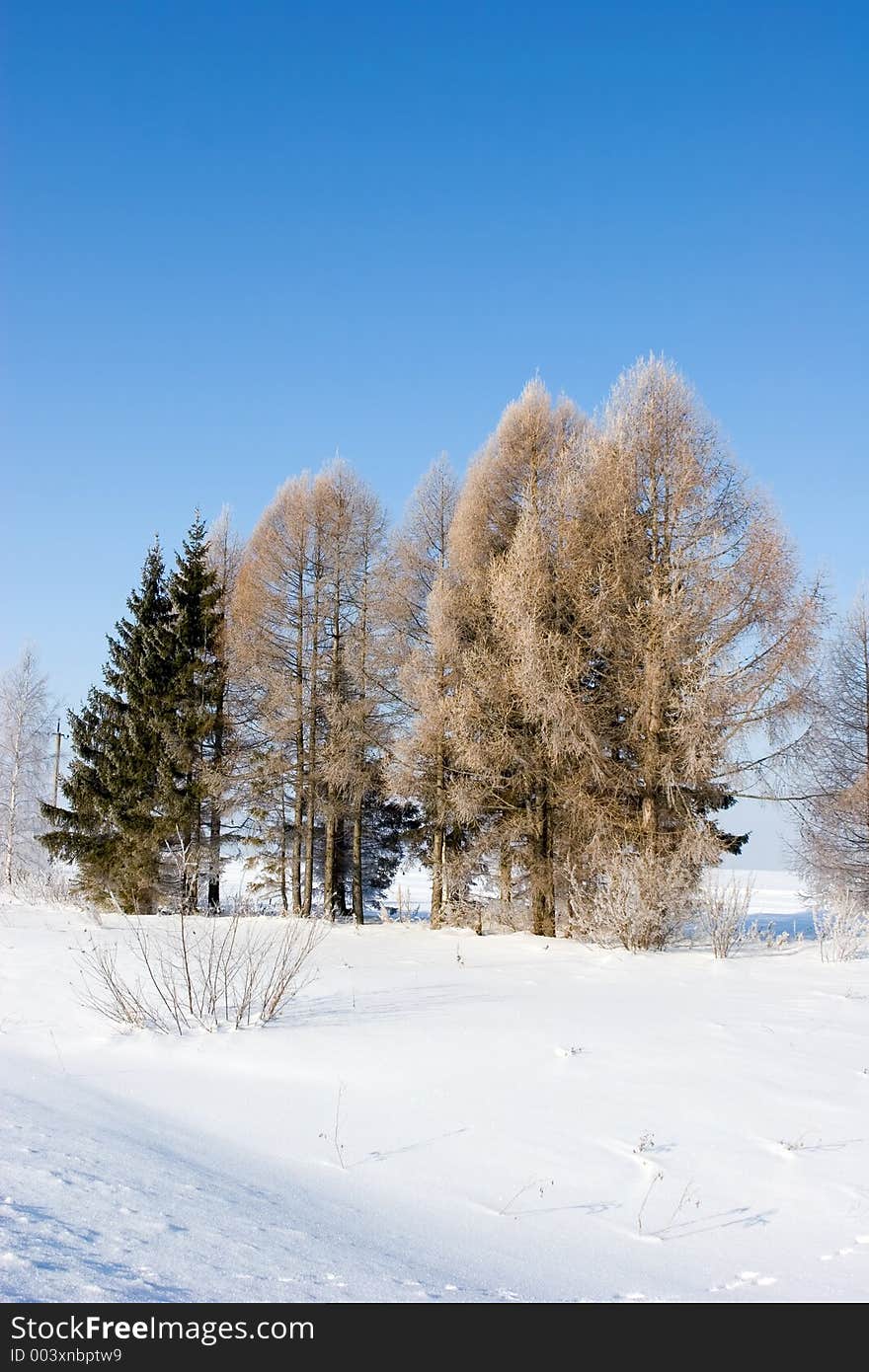 Frozen trees in a grove