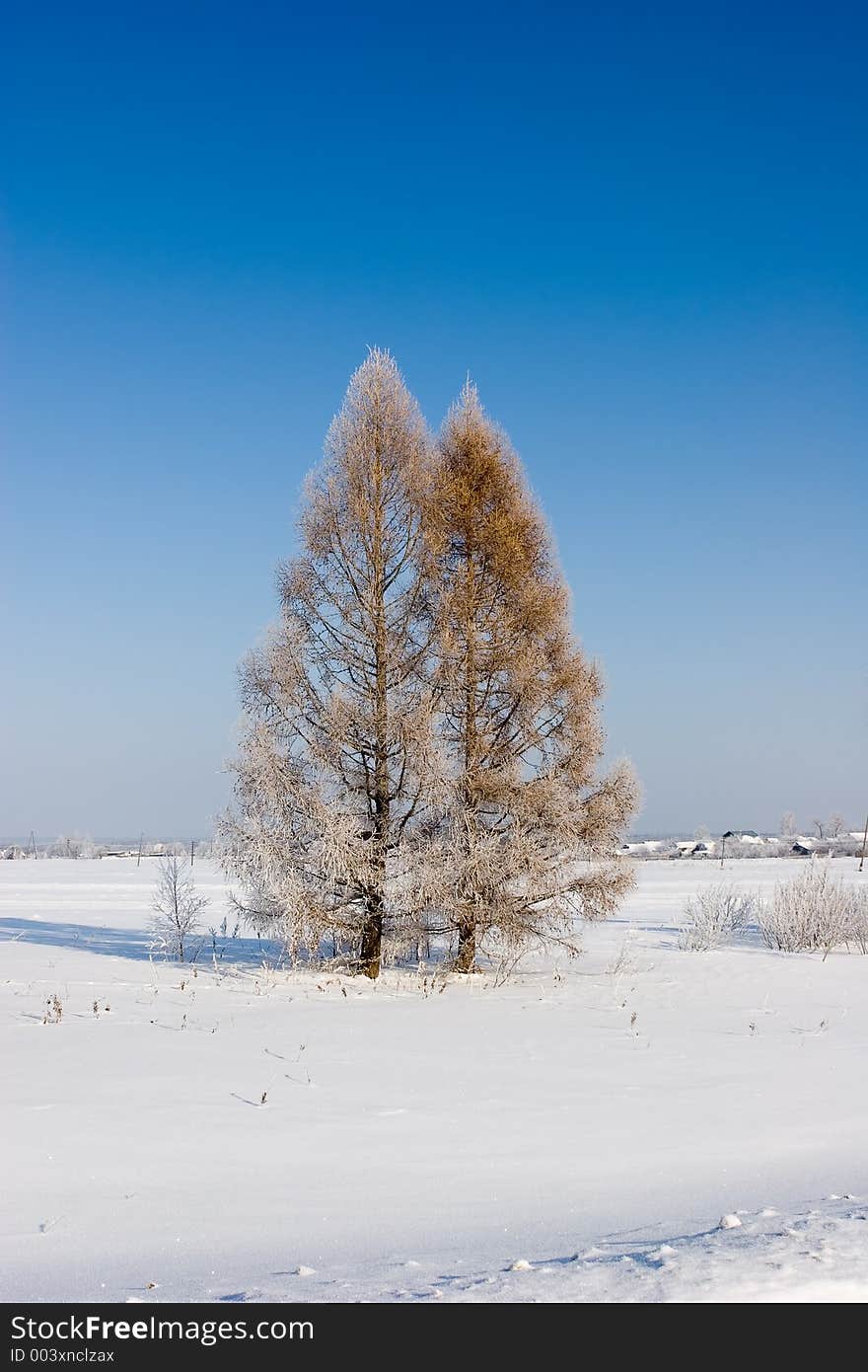 Frozen larches, Winter landscape