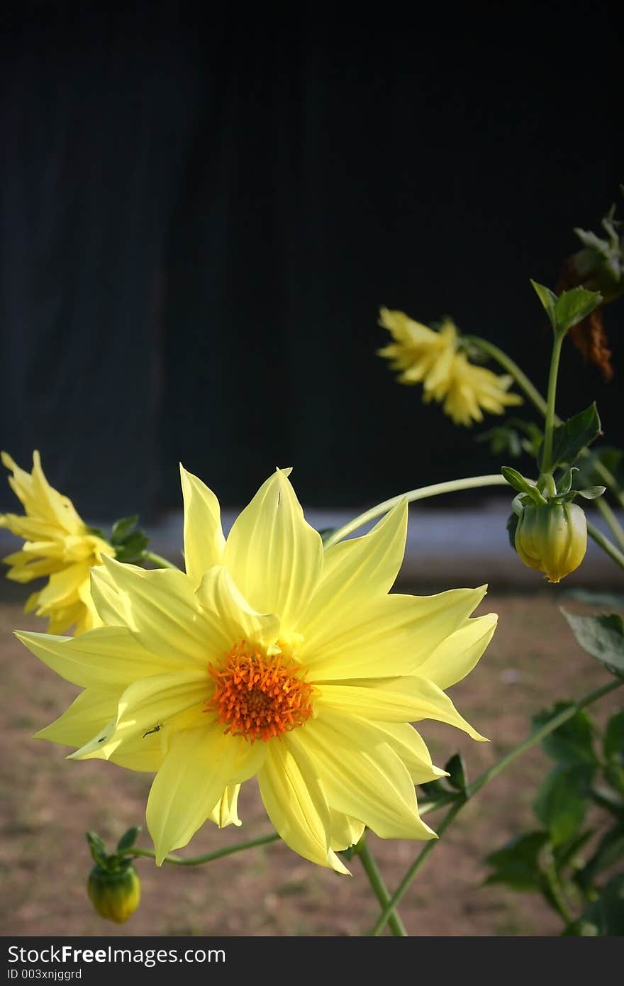 Yellow backlit dahlia flower India. Yellow backlit dahlia flower India