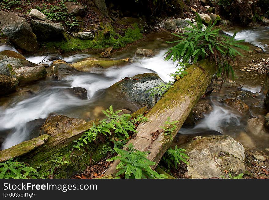 Motion blur on a stream with a large section of a trunk of a fallen tree with ferns is visible in the foreground. Motion blur on a stream with a large section of a trunk of a fallen tree with ferns is visible in the foreground.