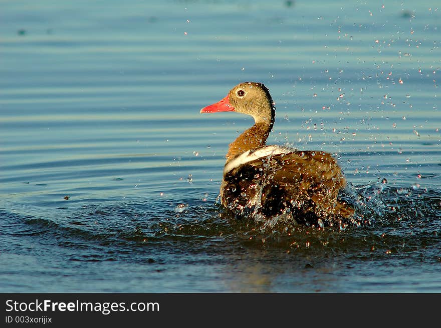 Duck taking a shower