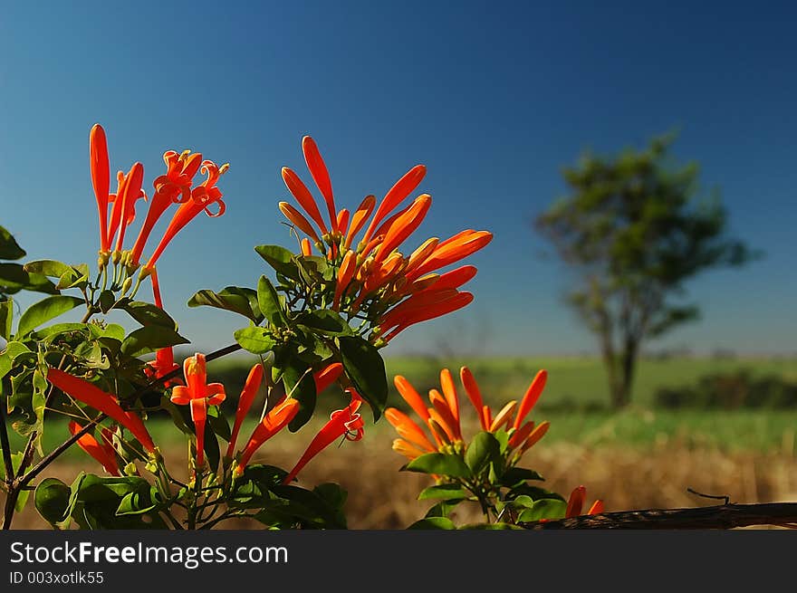 Red flowers