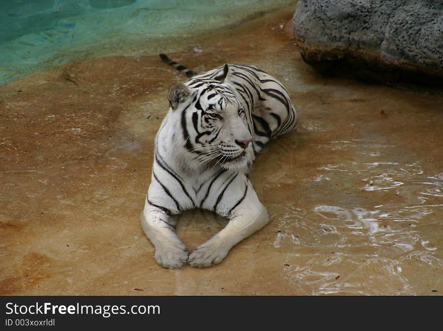 White Tiger Wading In The Sun