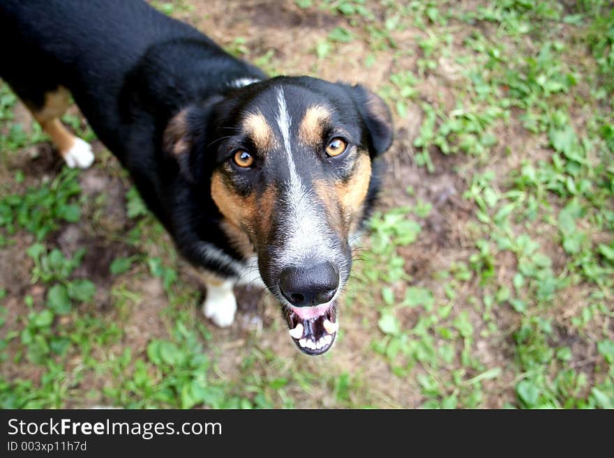 Friendly Doggy on the grass