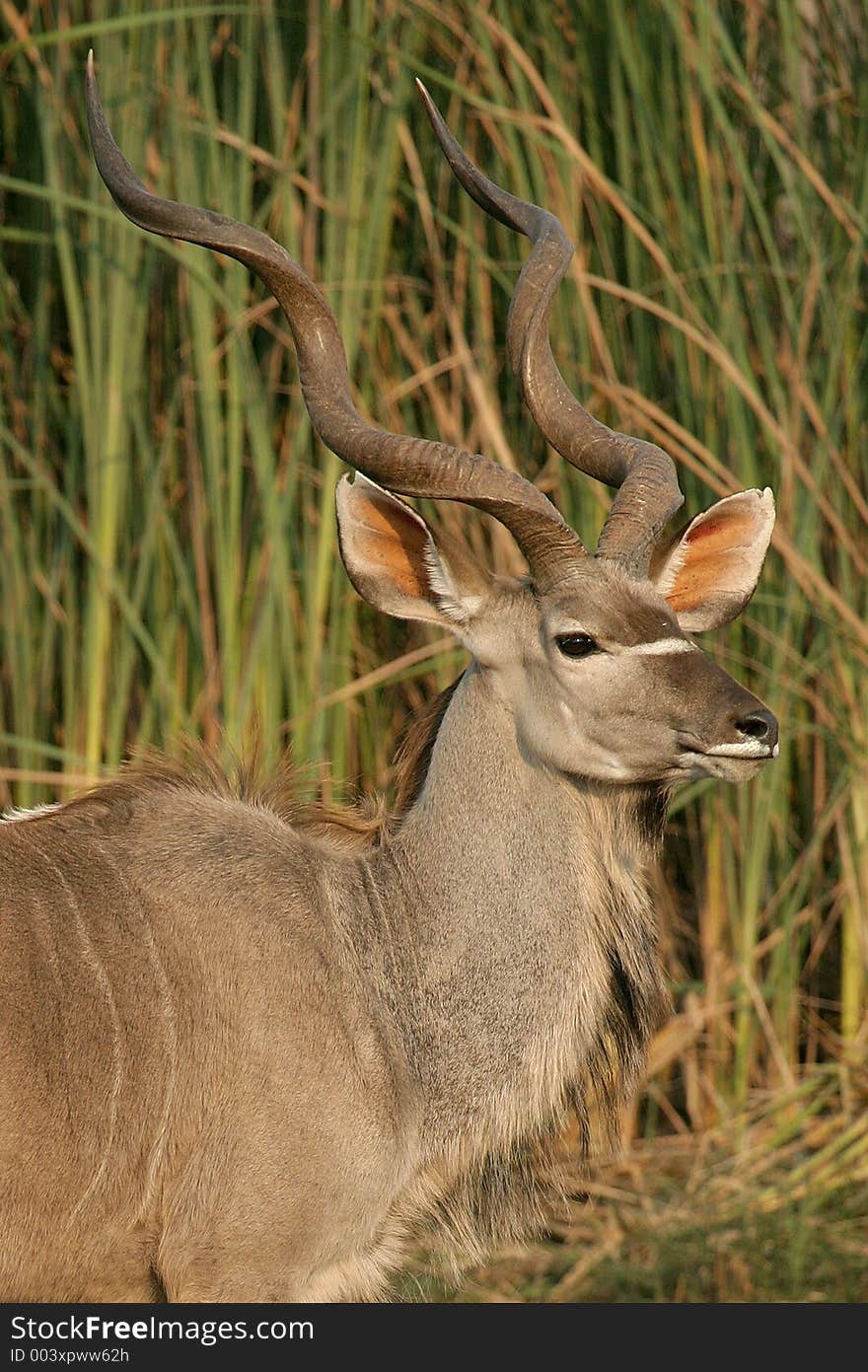 Kudu, Etosha national park, Namibia