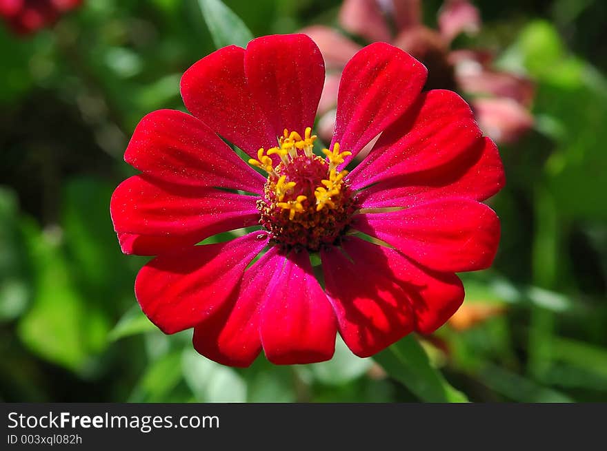 Red petals