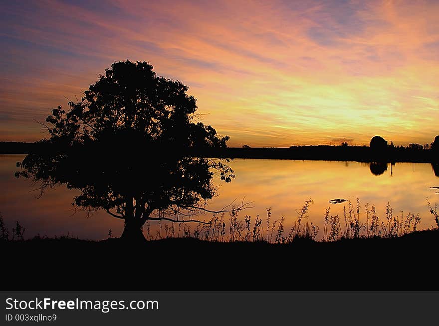 Tree and sunset