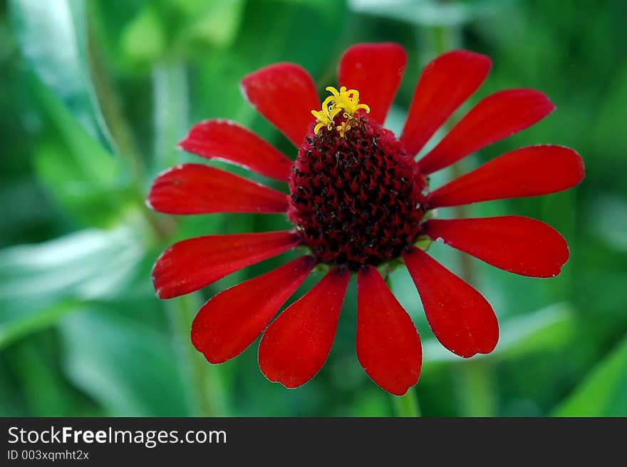 A red flower