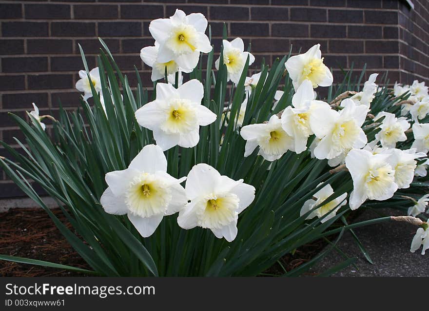 White Daffodils