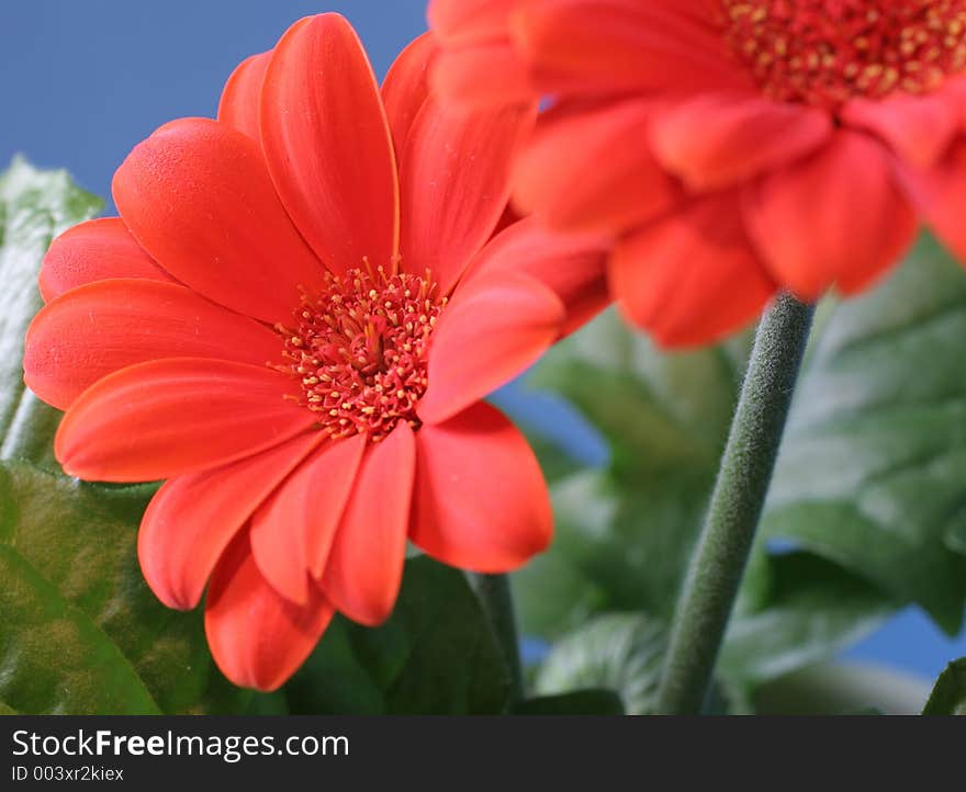 Two orange gerbera flowers in closeup. Two orange gerbera flowers in closeup