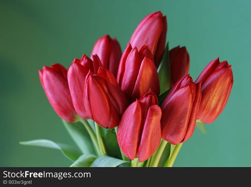 Red tulip bunch on a green background. Red tulip bunch on a green background