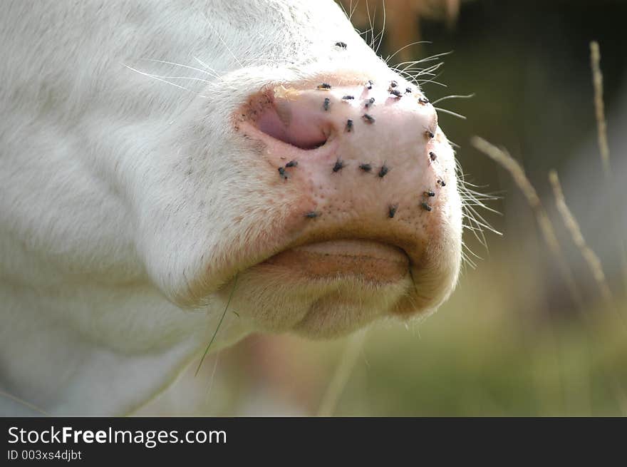 Flies on the cow