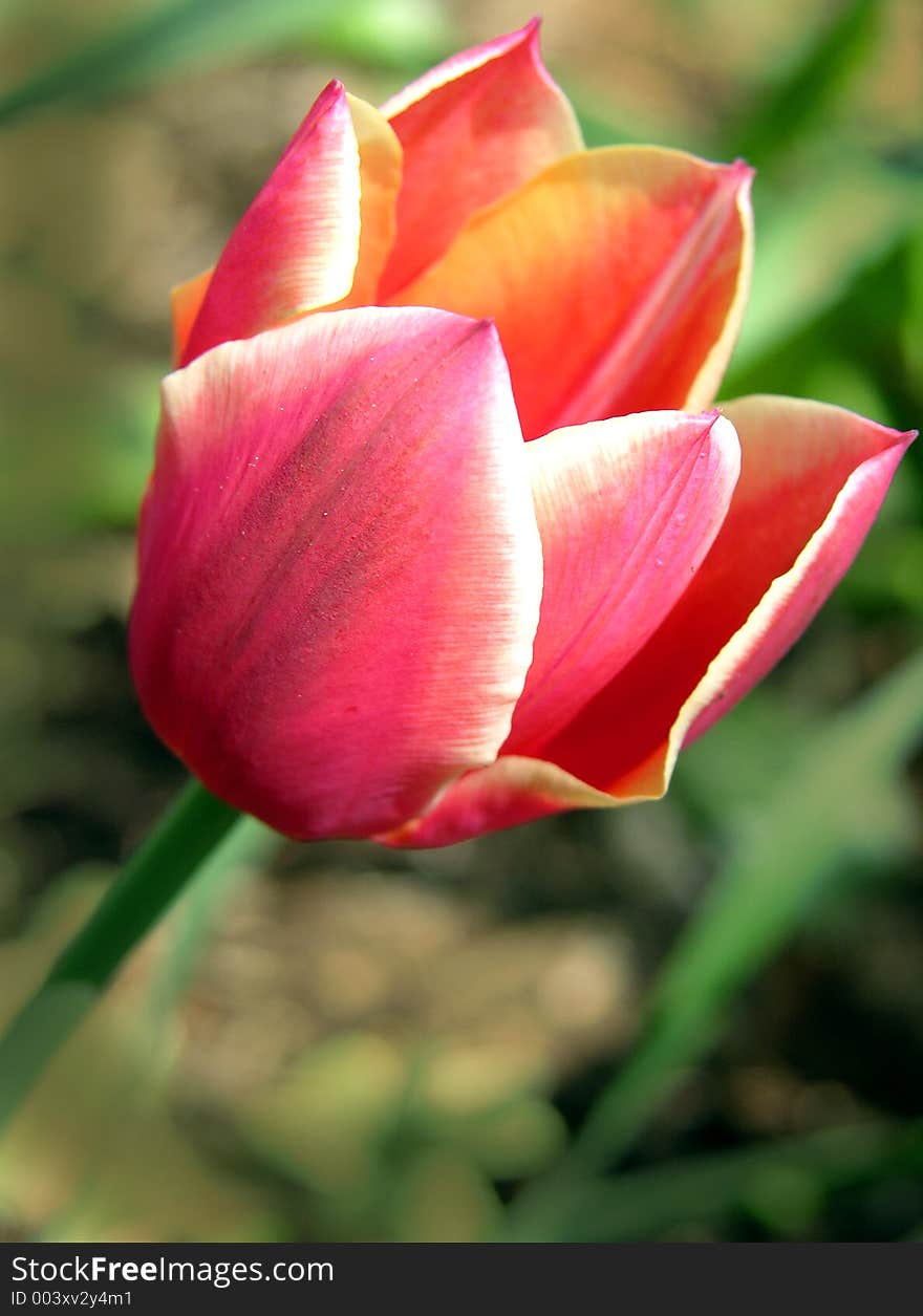 Red Tulip Outside