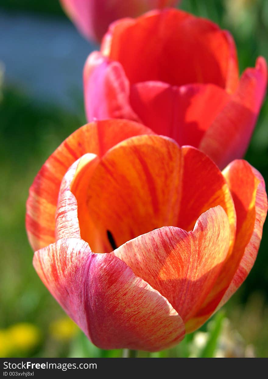 Red Tulips