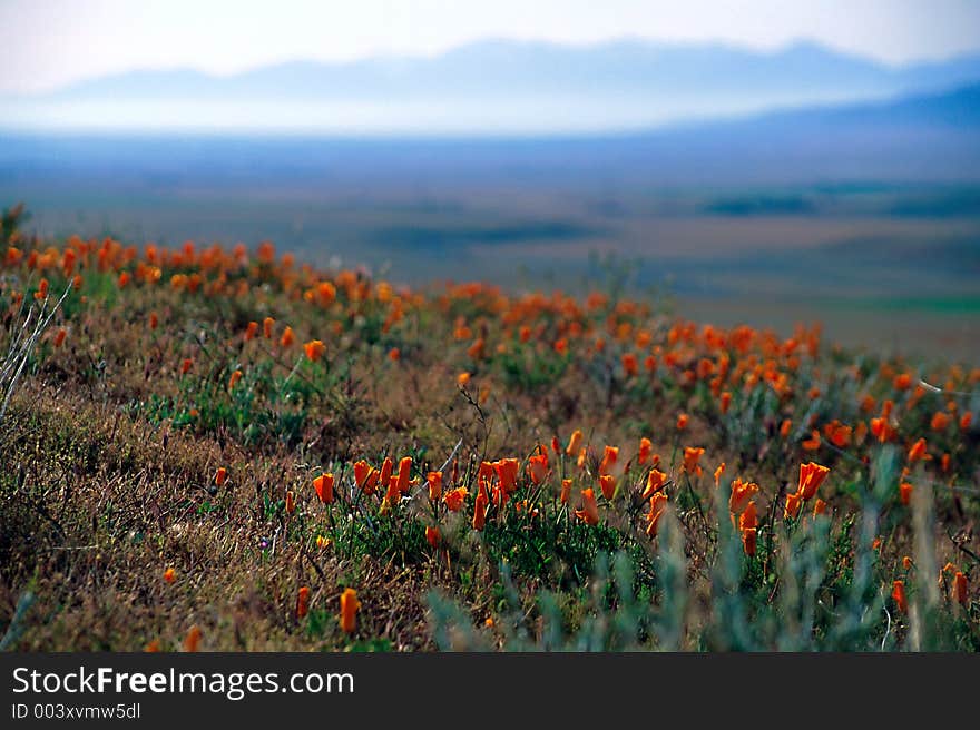 Poppy flowers in the morning with distant mountains in the background. The flowers in the front are in focus.