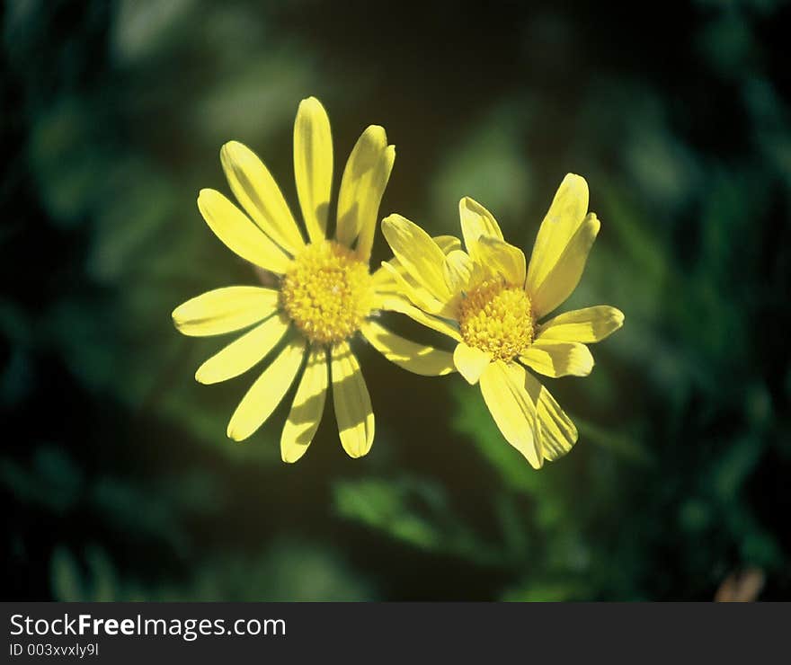 Wild flowers