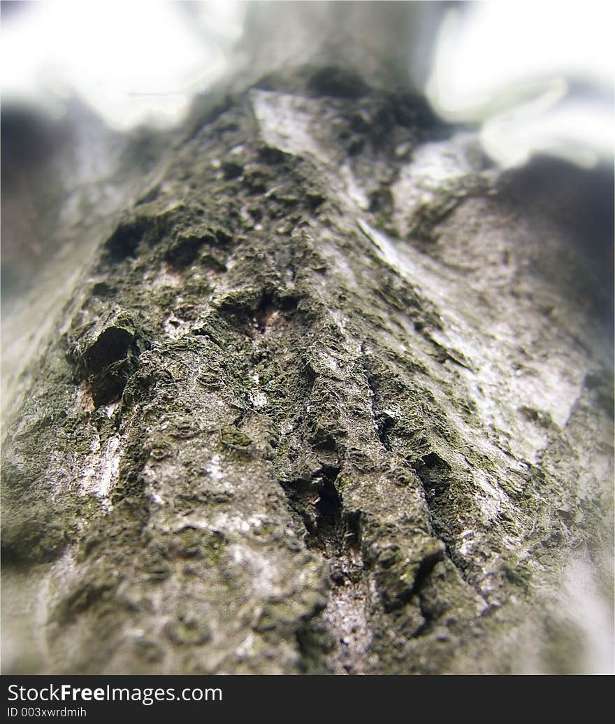 Tree bark perspective