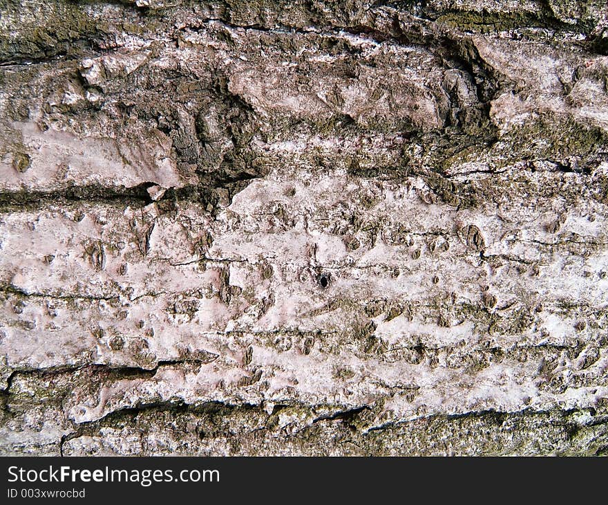 Tree bark