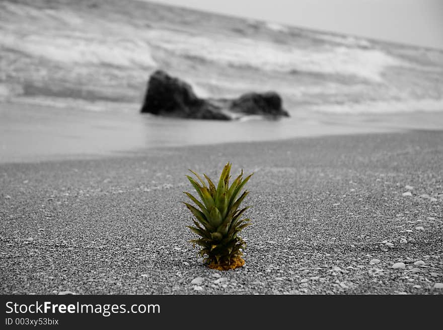 A lone pineapple found on a beach. A lone pineapple found on a beach.