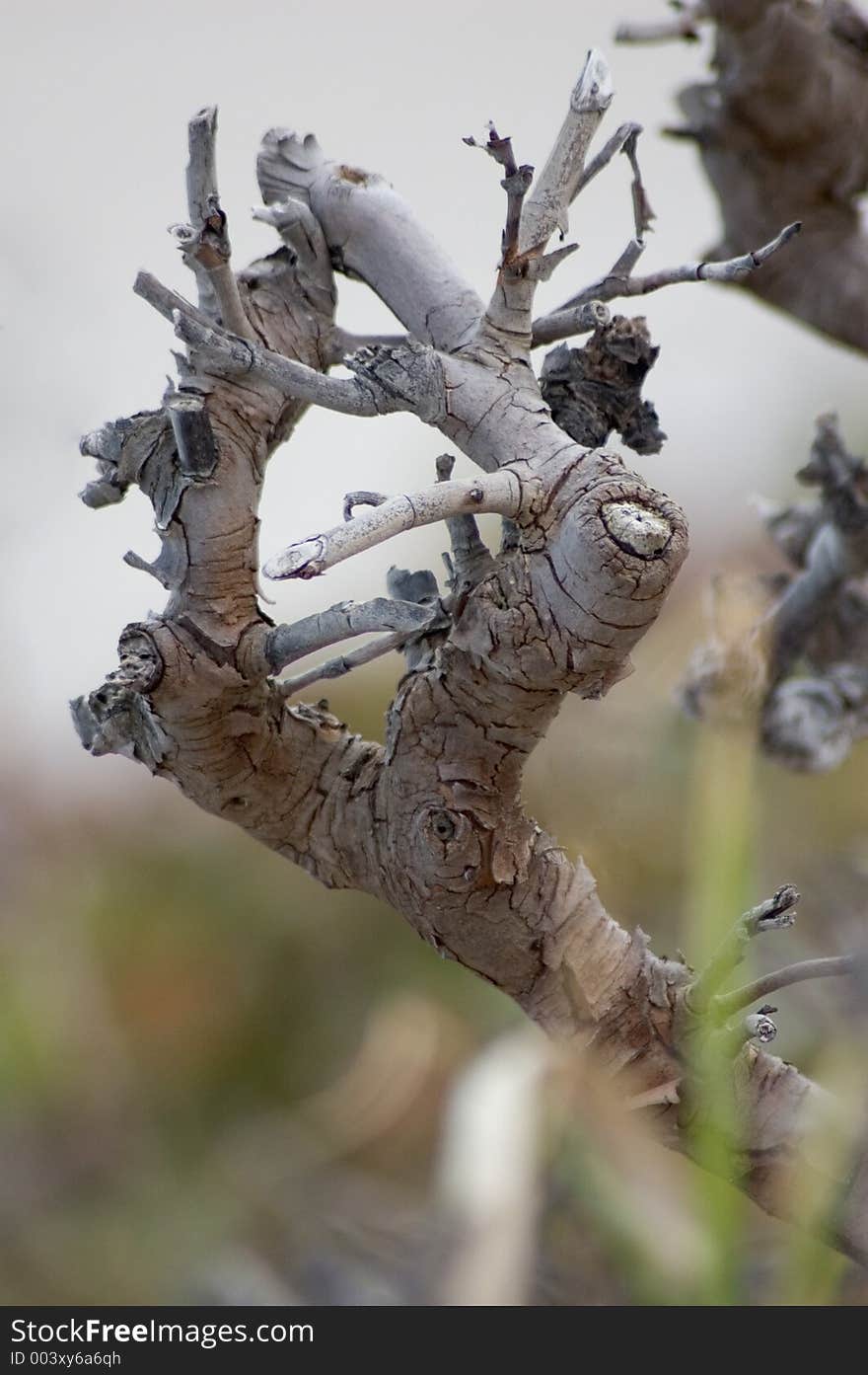 A picture of a sea grape branch closeup by a beach on a dune.