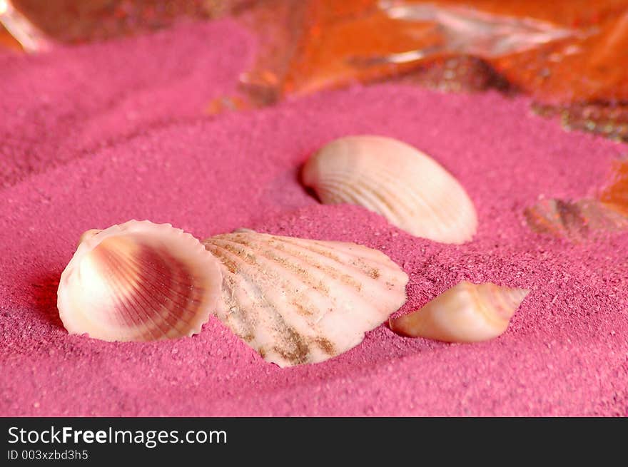 Sea shells on pink sand