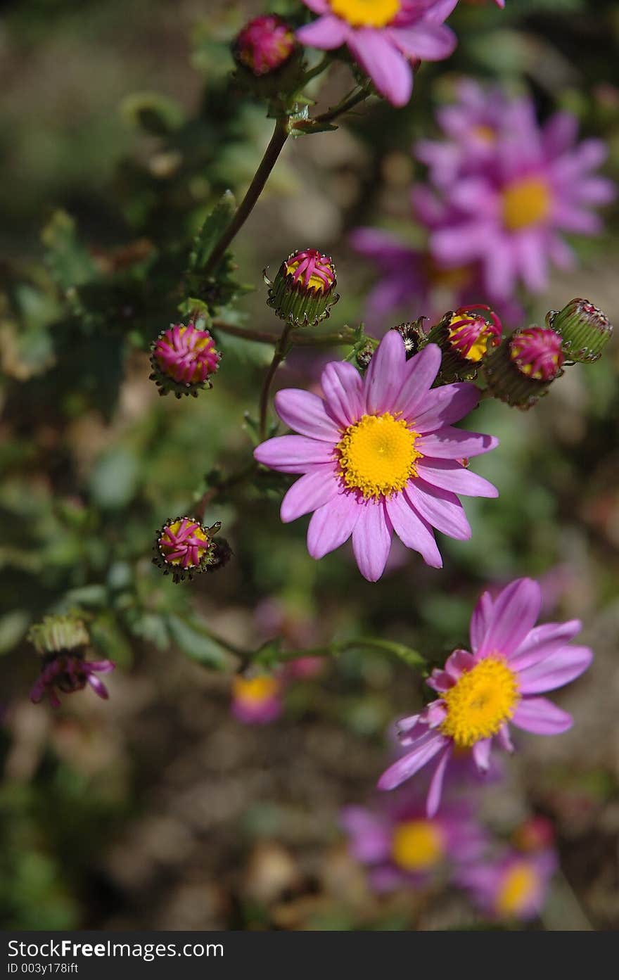 Purple daisy flower in a garden