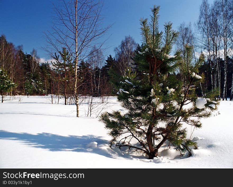 Scenic view of fir tree in winter snow with forest in background.