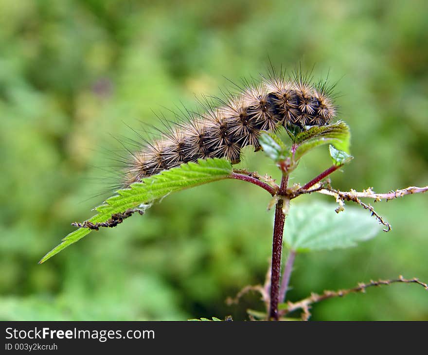 A caterpillar of the butterfly of family Arctiidae on a nettle. The sort is not established. The photo is made in Moscow areas (Russia). Original date/time: 2003:09:13 13:03:17. A caterpillar of the butterfly of family Arctiidae on a nettle. The sort is not established. The photo is made in Moscow areas (Russia). Original date/time: 2003:09:13 13:03:17.