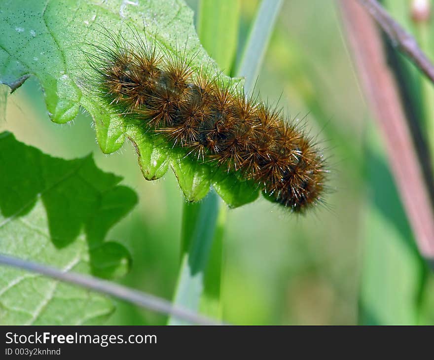 A caterpillar of the butterfly of family Arctiidae. The sort is not established. The photo is made in Moscow areas (Russia). Original date/time: 2003:09:14 10:20:18.