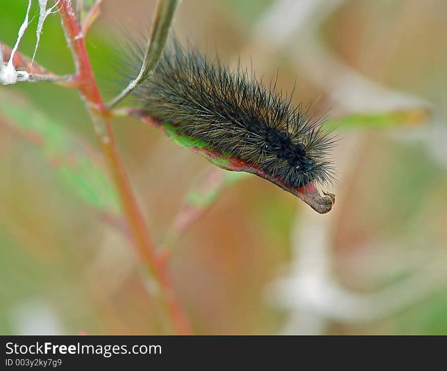 Caterpillar of the butterfly of family Arctiidae.