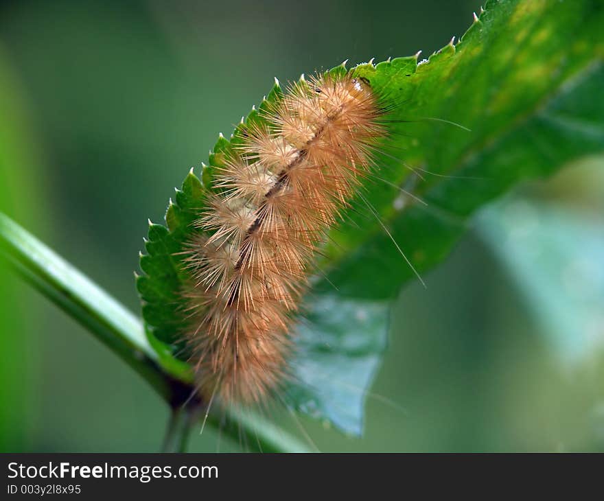 Caterpillar Of The Butterfly Of Family Arctiidae.