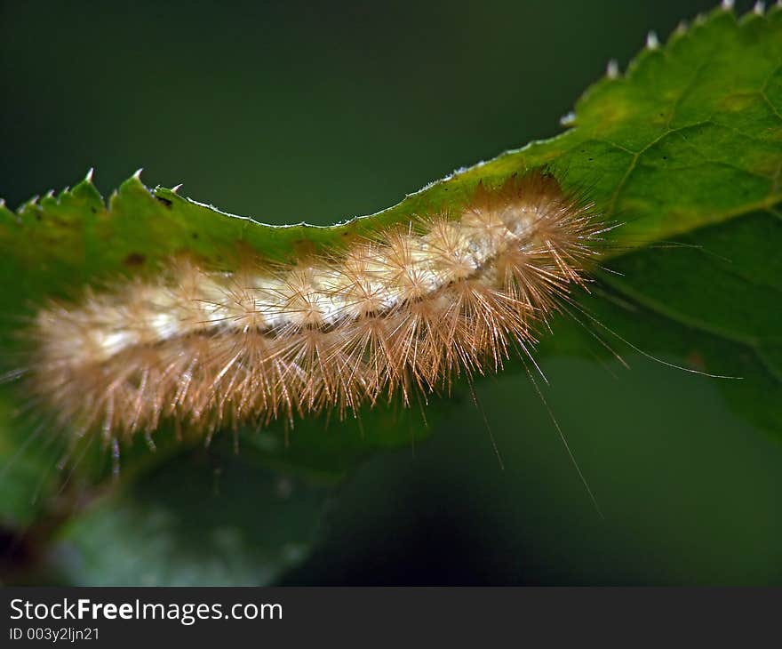 Caterpillar of the butterfly of family Arctiidae.