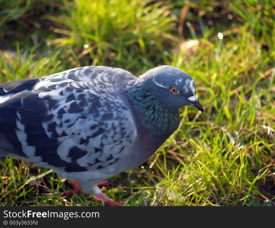 Dove close-up