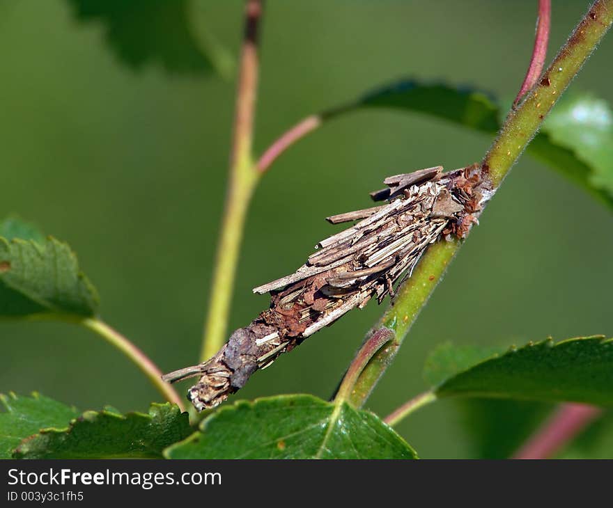 Caterpillar of the butterfly of family Psychidae.