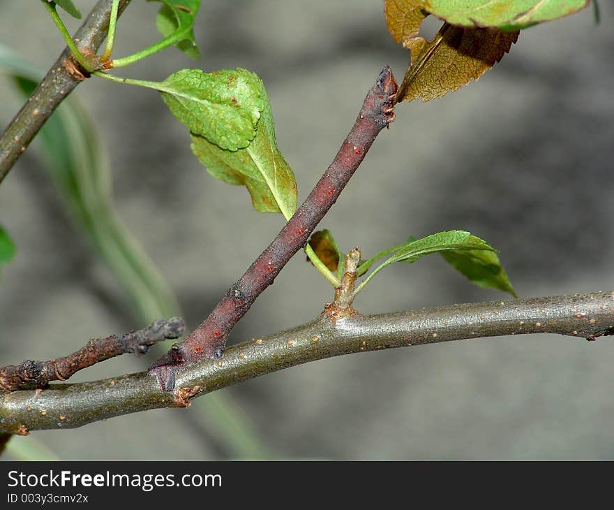 Caterpillar Of The Butterfly Of Family Geometridae.