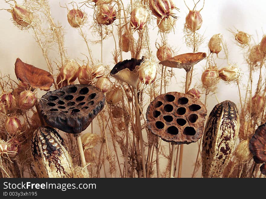 Dry Flowers