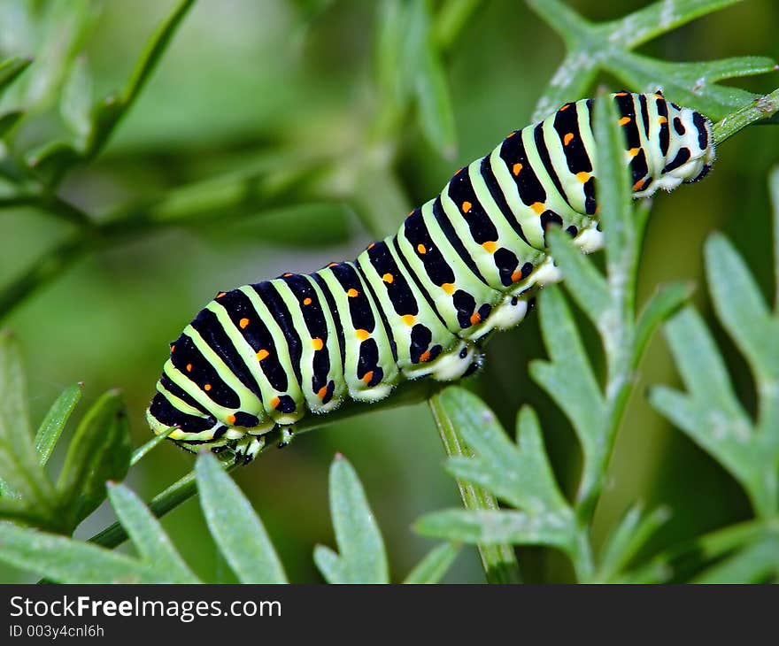 Caterpillar of butterfly Papilio machaon.