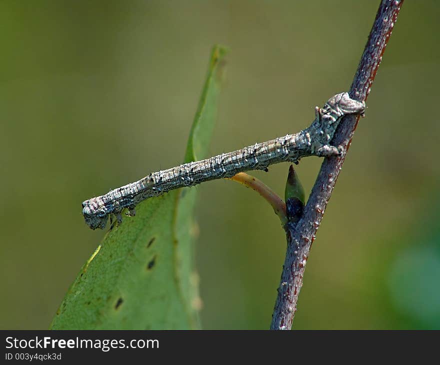 Caterpillar Of The Butterfly Of Family Geometridae.