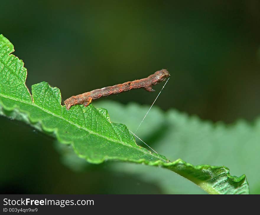 Caterpillar Of The Butterfly Of Family Geometridae.