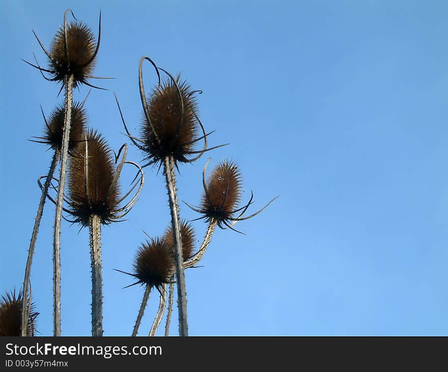 Bur long grass. Bur long grass