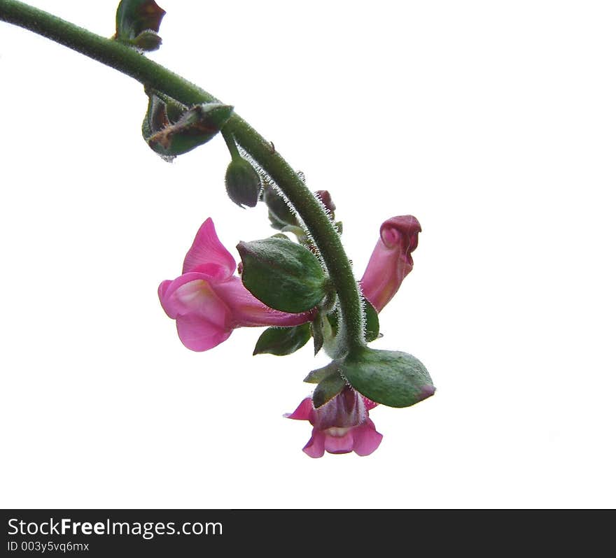 Pink flower macro. Isolated