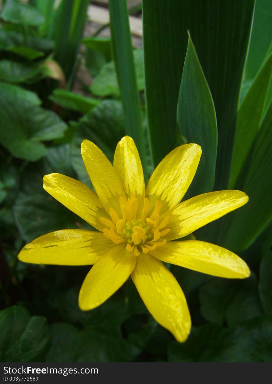 Yellow flower macro.