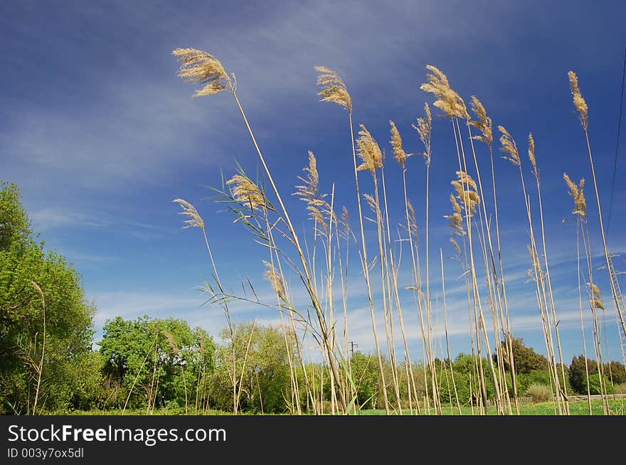 Canes (arundo donax) bended by wind along the Ciane river in Syracuse. Canes (arundo donax) bended by wind along the Ciane river in Syracuse.