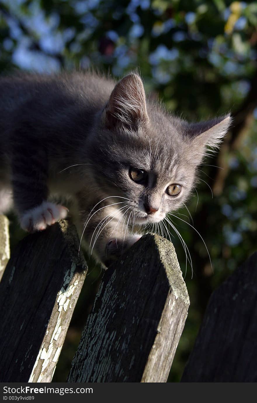 Kitten On A Fence