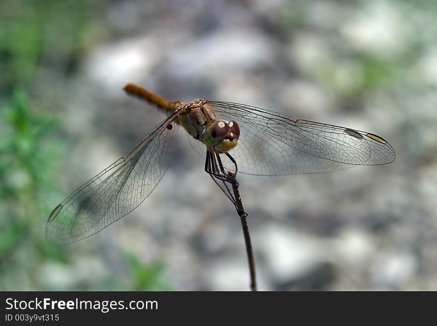 Close-up of dragonfly